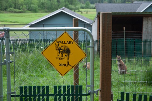 Wallaby Ranch14