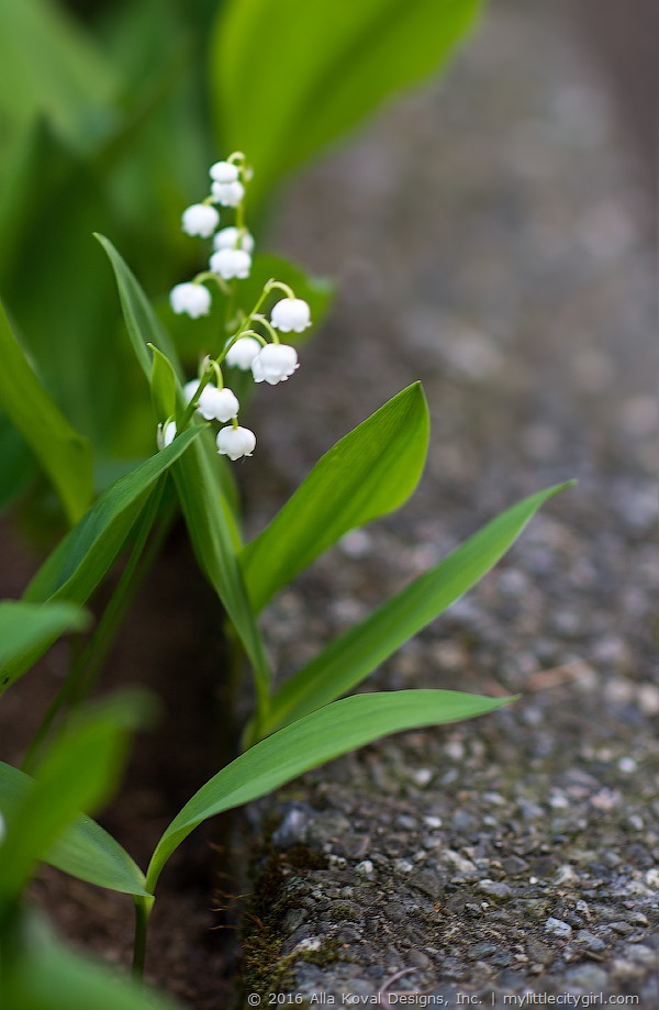 Lily Of The Valey